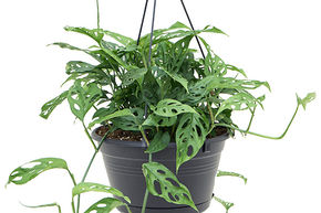 Monstera Monkey Mask