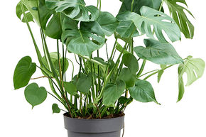 Monstera, Faux philodendron