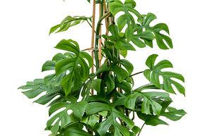Monstera, Faux philodendron 'Little Sister'