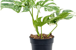 Monstera, Faux philodendron 'Variegatum'