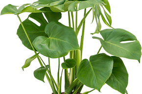 Monstera, Faux philodendron