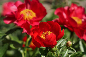 Pivoine 'Montezuma'