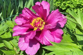 Pivoine Itoh 'Morning Lilac'
