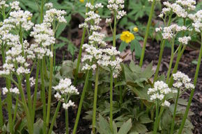 Mukd�nie 'Karasuba'