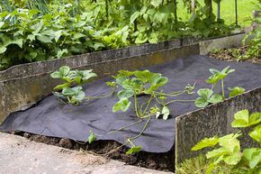 B�che de paillage et de d�sherbage