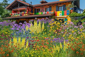 Massif de fleurs vivaces 'Multi-Kulti'