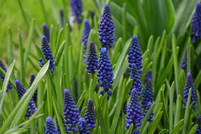 Muscari 'Joyce Spirit'