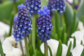 Muscari 'Night Eyes'�