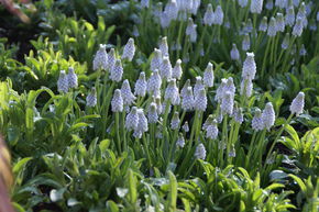 Muscari 'Peppermint�'