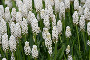 Muscari 'White Magic'