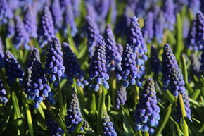 Muscari d'Arm�nie