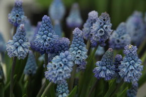Muscari bleu