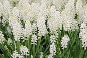 Muscari 'Album'