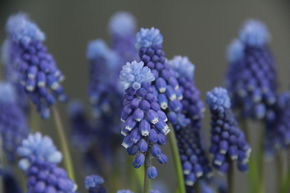 Muscari 'Superstar'
