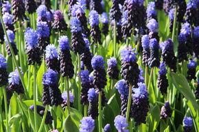 Muscari � grande feuille