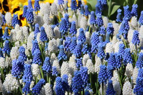 Muscari 'Magic Mix' - m�lange