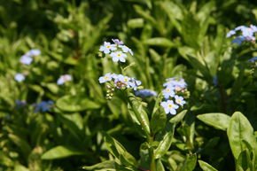 Myosotis des marais 'Th�ringen'