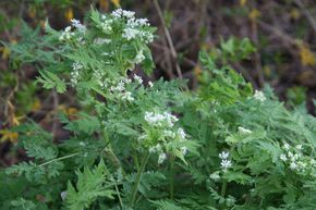 Cerfeuil musqu�, Cerfeuil anis� ou Cerfeuil d'Espagne