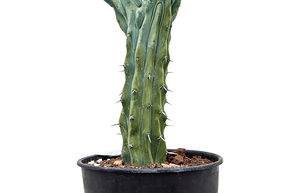 Chandelle bleue 'Cristata'