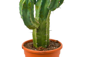 Chandelle bleue