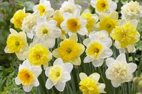 Narcisses 'Ice-Follies-Family' - m�lange