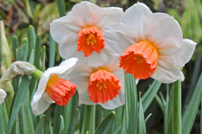 Narcisse � petite couronne 'Brook Ager'