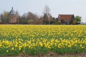 Narcisse 'Carlton' (100 pi�ces)