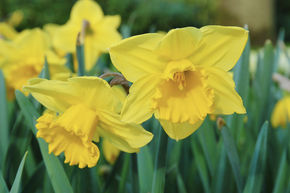 Narcisse � grande couronne 'Carlton'