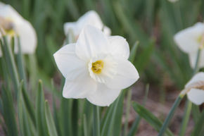 Narcisse � grande couronne 'White Plume'