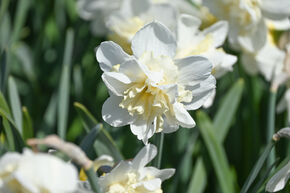 Narcisse 'Amira'