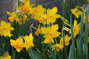 Narcisse sauvage 'Anfield'