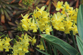 Narcisse � larme d'ange 'Angels Whisper'