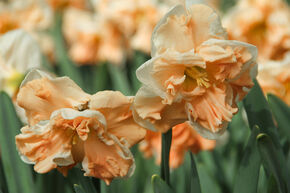 Narcisse 'Apricot Whirl'