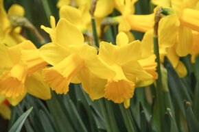 Narcisse, Jonquille 'Arctic Gold'