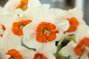 Narcisse � grande couronne 'Bella Vista'