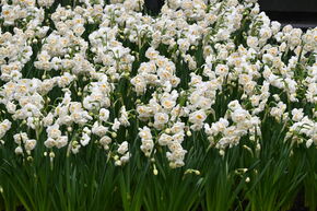 Narcisse 'Bridal Crown'