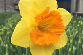Narcisse � grande couronne 'Coral Crown'