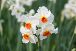 Narcisse 'Cragford'