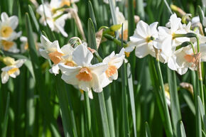 Narcissus 'Doll Baby'