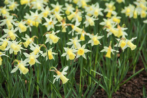 Narcisse, Jonquille 'Elka'
