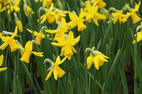 Narcisse cyclamineux 'February Gold'