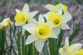 Narcisse cyclamineux 'February Silver'