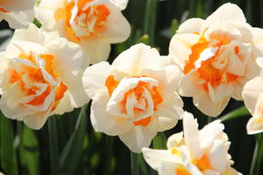Narcisse � fleurs doubles 'Flower Parade'