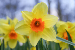 Narcisse � grande couronne 'Fortissimo'