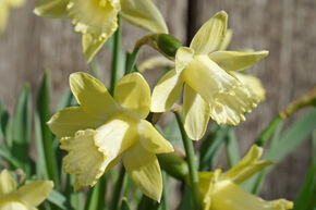 Narcisse 'Gipsy Queen'