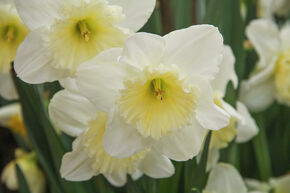 Narcisse � grande couronne 'Ice Follies'