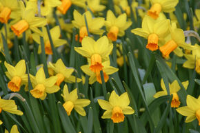 Narcisse cyclamens 'Jetfire'