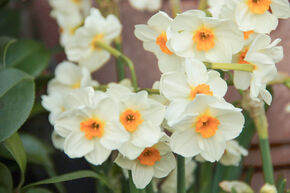 Narcisse � petite couronne 'Laurens Koster'