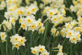 Narcisse sauvage 'Minnow'