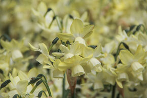 Narcisse 'Moonlight Sensation'